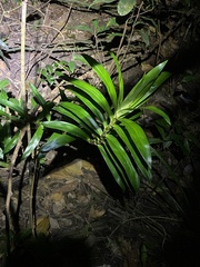 Freycinetia scandens
