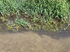 Mentha aquatica