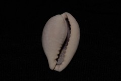 Erronea subviridis