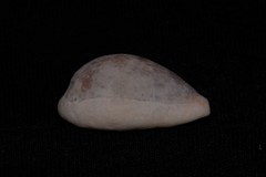 Erronea subviridis