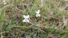 Viola alba
