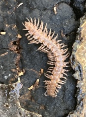 Polydesmus inconstans