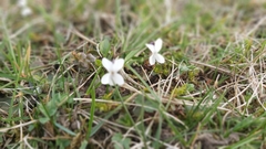 Viola alba