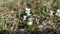 Viola alba