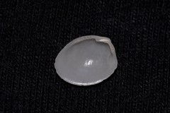 Ennucula