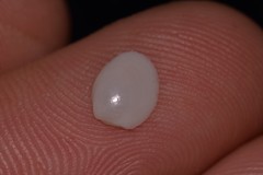 Ennucula
