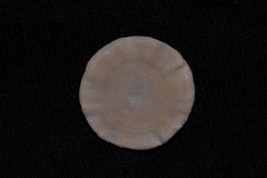 Soritidae