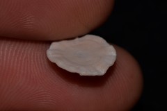 Soritidae