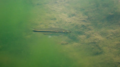 Rasbora steineri
