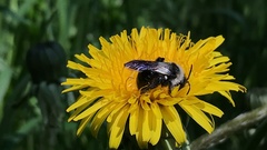 Andrena danuvia