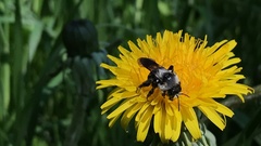 Andrena danuvia