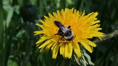 Andrena danuvia