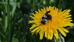 Andrena danuvia