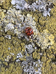 Harmonia axyridis