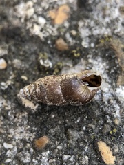 Merdigera obscura
