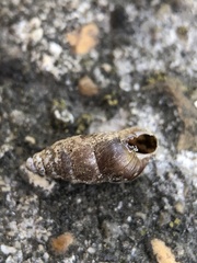 Merdigera obscura