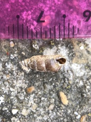 Merdigera obscura