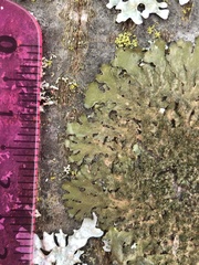 Melanohalea elegantula