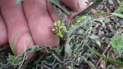 Asclepiadinae