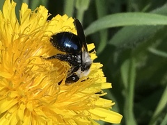 Andrena danuvia