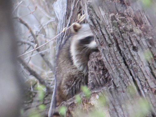 Common Raccoon photographed in Minnesota
