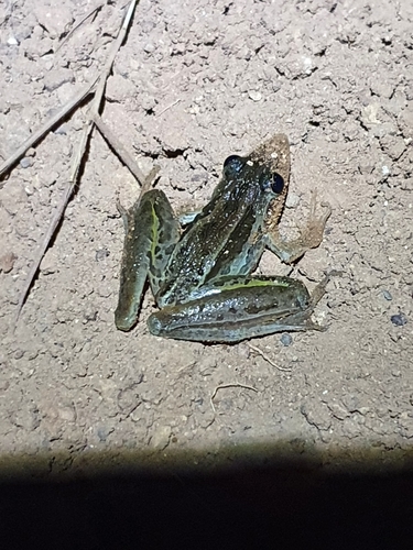 Striped Rocket Frog