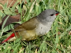 Coccopygia quartinia