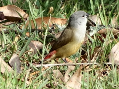 Coccopygia quartinia