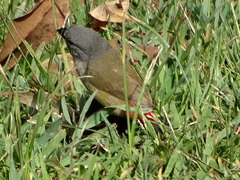 Coccopygia quartinia