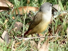 Coccopygia quartinia