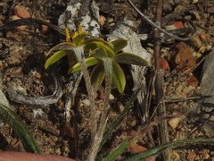 Hypoxis floccosa