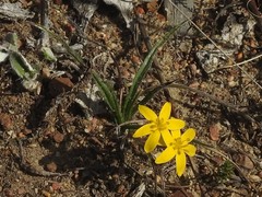 Hypoxis floccosa