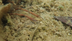 Macrobrachium venustum