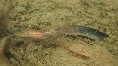 Macrobrachium venustum