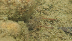 Macrobrachium venustum