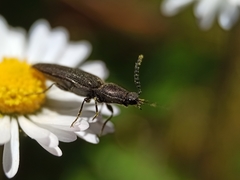 Cidnopus pilosus