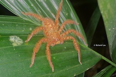 Heteropoda davidbowie