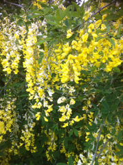 Laburnum × watereri