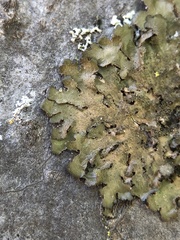 Melanohalea elegantula