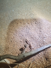 Diporiphora bilineata