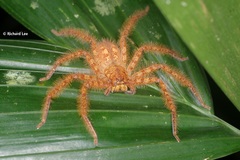 Heteropoda davidbowie
