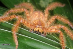 Heteropoda davidbowie
