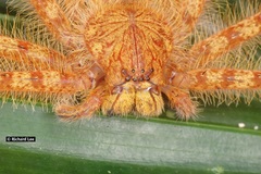Heteropoda davidbowie