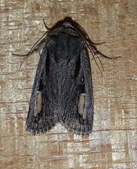 Proteuxoa passalota