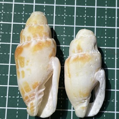 Mitra stictica