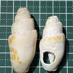 Mitra stictica