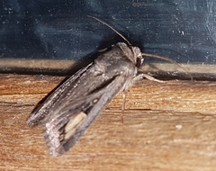 Proteuxoa passalota