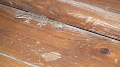 Pachydactylus maculatus
