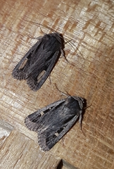 Proteuxoa passalota