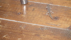 Pachydactylus maculatus